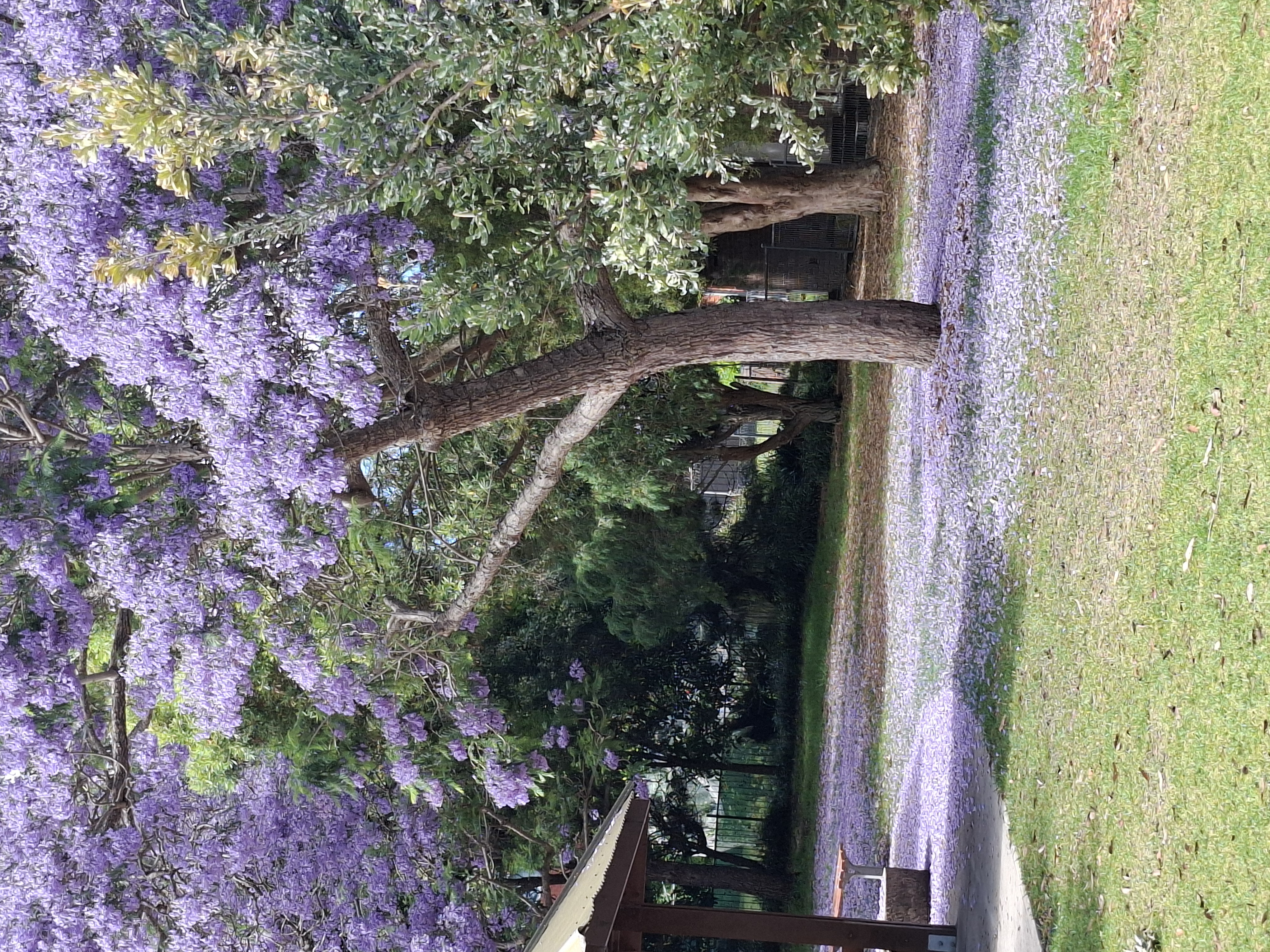 Jacaranda Tree